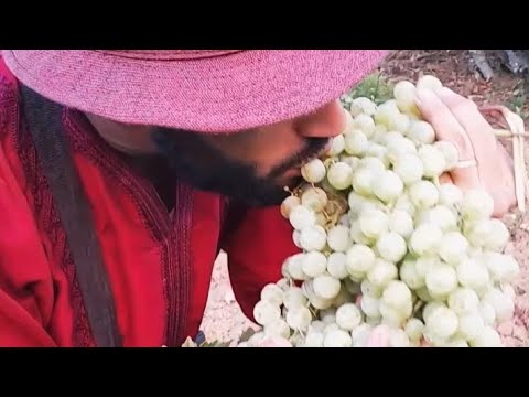 شجرة العنب عمرها أكثر من  عام انظر ماذا ت نتج بلاد جبالة بلاد الخير