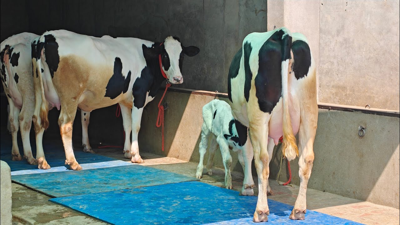 9 Animals for sale, 9 ਪਸ਼ੂ ਪਿੰਡ ਸਾਹੋਕੇ ਵਾਲੇ ਰਾਜੂ ਕੋਲ 