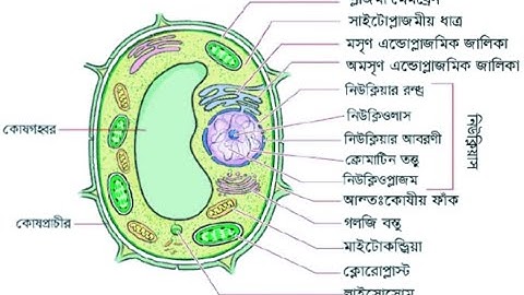 Class 9 Biology Assignment 2021 || ৯ম শ্রেণির জীববিজ্ঞান এসাইনমেন্ট || 9th week || class 9 jibbiggan