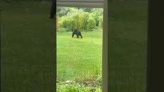 Black Bear Makes an Appearance Behind a House