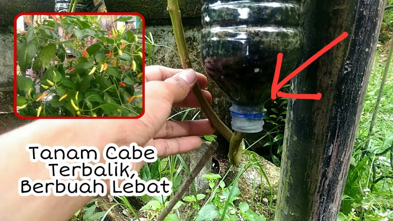 Tutorial Sederhana Menanam Cabe Secara Terbalik | Cepat Berbuah dan