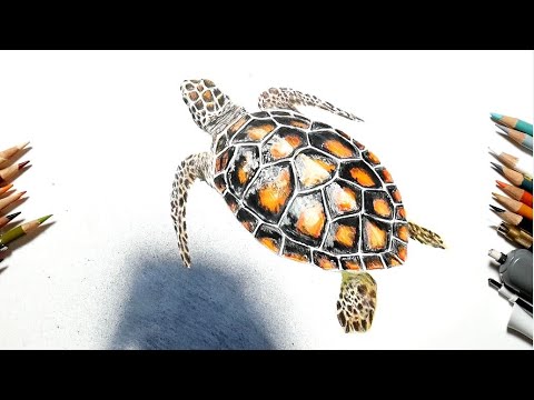 色鉛筆で海亀を描いてみた Realistic Colored Pencil Drawing Of A Sea Turtle Youtube