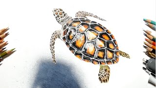 Draw A Sea Turtle Realistic Colored Pencil Drawing Youtube