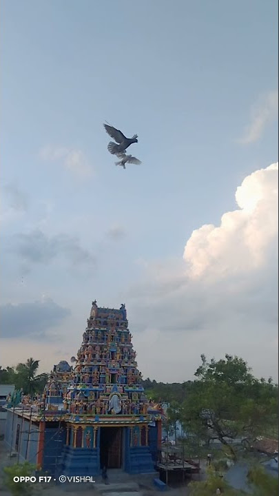 pura videos