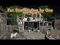 🔴LIVE Evening meals for stray dogs | 野良犬の夕食