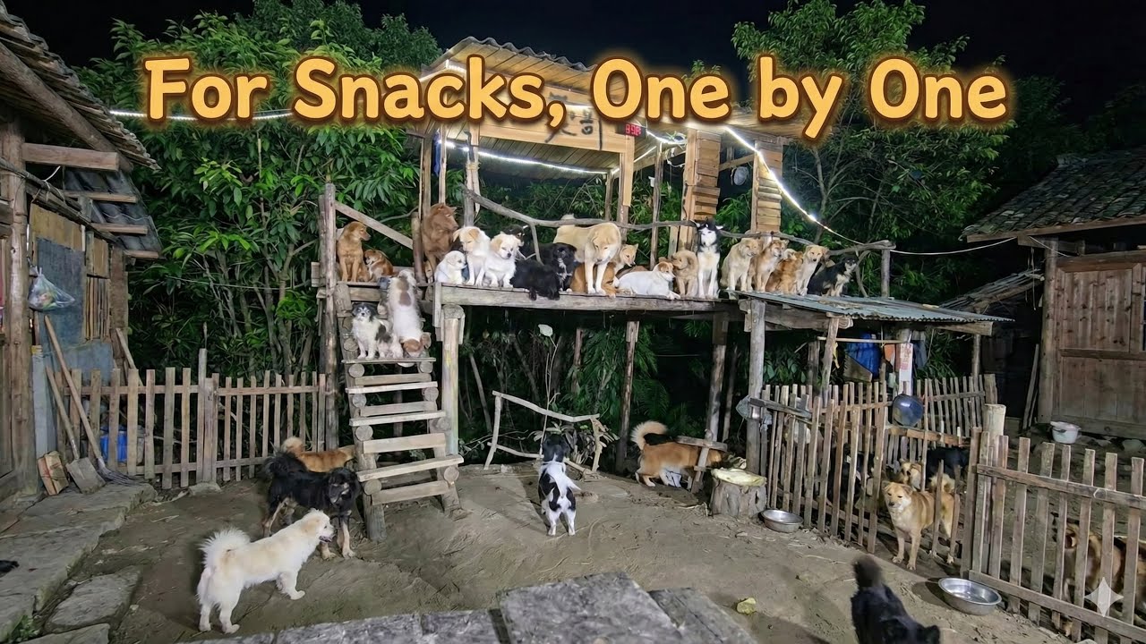 🔴LIVE Evening meals for stray dogs | 野良犬の夕食