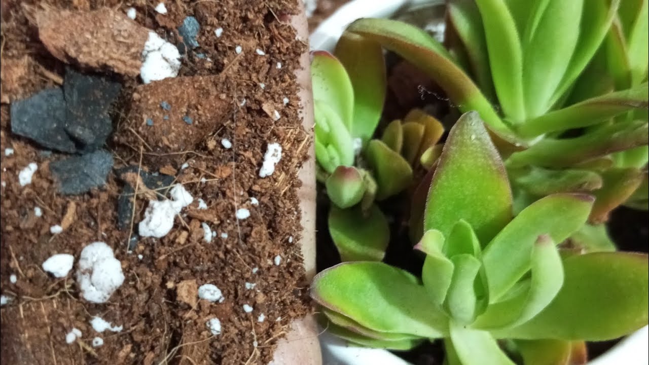 How to use perfect potting mix succulent & cactus 🌵🌵👌 - YouTube