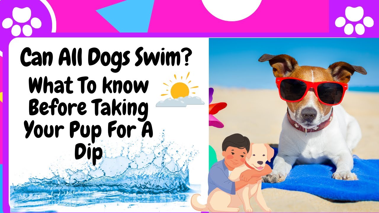 Can All Dogs Swim? What To Know Before Taking Your Pup For a Dip