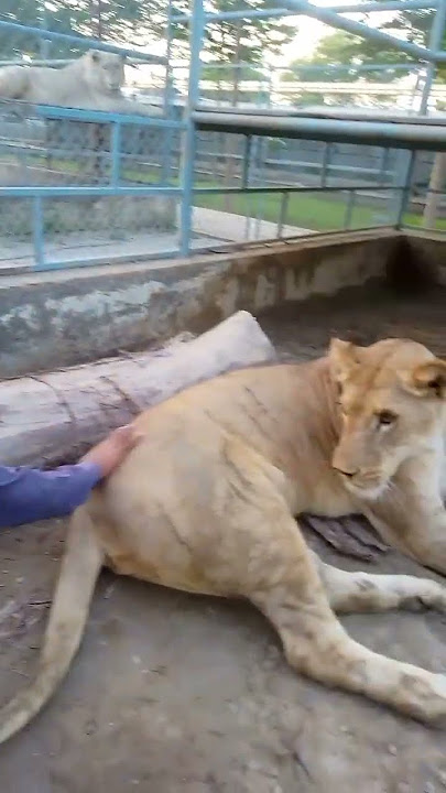 boy ka face reaction Dekho lion KY samny 😂😂#animalslover #waqaslion 🦁🐅🦜
