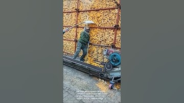 Corn harvest automation: witness the efficient transfer of corn cobs using a conveyor belt system!