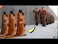 5 Perros Militares que Pueden PROTEGER Prisiones de Máxima Seguridad