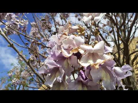 Video: Blühende Bäume Von Hurghada