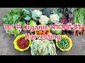 Harvesting organic vegetables from my terrace gardengarden tipsharvestharvesting