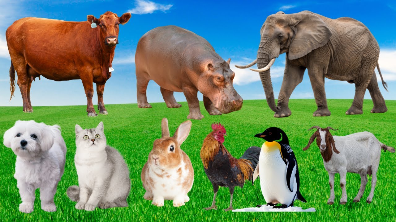 🎶 Khi Đồng Quê Bỗng Lên Nhạc – Bò, Mèo, Dê & Gà “Cất Tiếng” | Farm Animals 🐄🐱🐐🐔