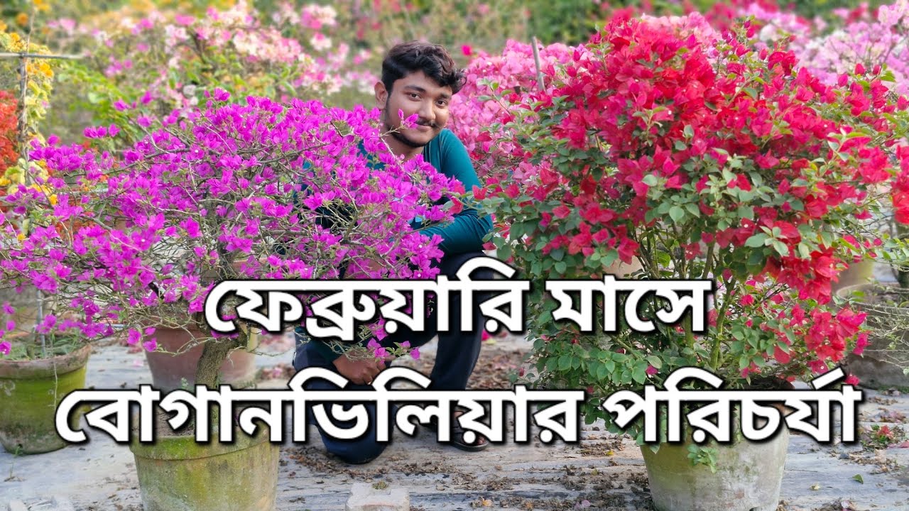 ফেব্রুয়ারি মাসে বোগানভিলিয়ার সম্পূর্ণ পরিচর্যা!How to care for Bougainvillea plant in February!
