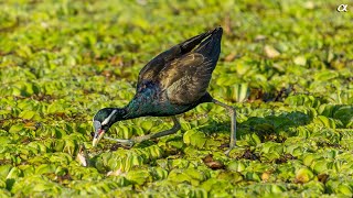 Bronze-winged jacana (4K)