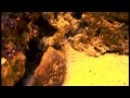 Crustacean - In Spectral