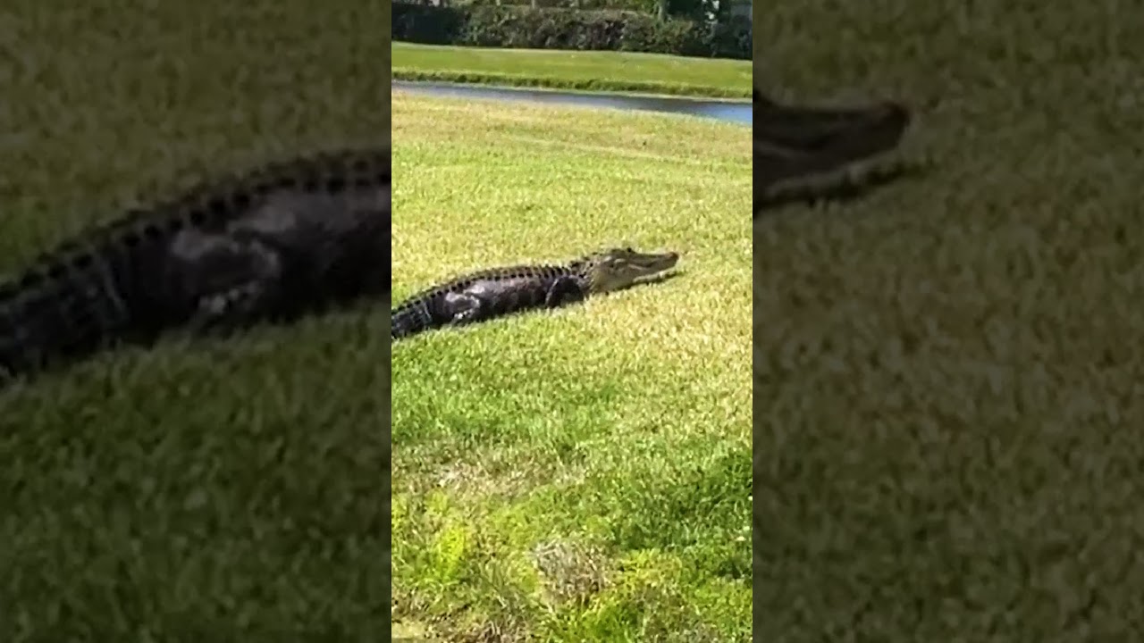Alligator Vs Bird: The Ultimate Showdown 