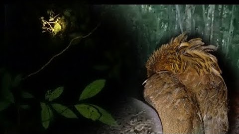 mus yos hav zoov tua qaib qus pw chaw 14.1.2023