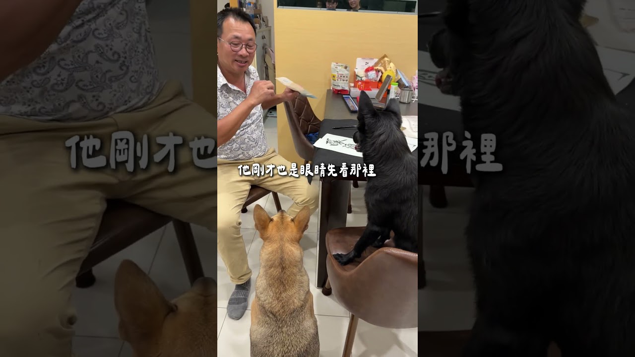 阿邁博士班可以畢業了 #mlb #寵物 #pets 縮圖