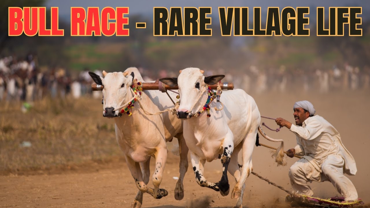 Bull Race: Rare Village Tradition in Punjab (India & Pakistan) | Rural Heritage