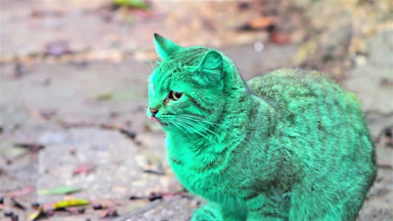 When A Photographer Spotted This Green Cat, He Was Determined To Discover What Had Happened To It