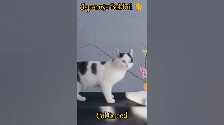 Watch the video about Japanese Bobtail cat 🐈 breed worldwide animals