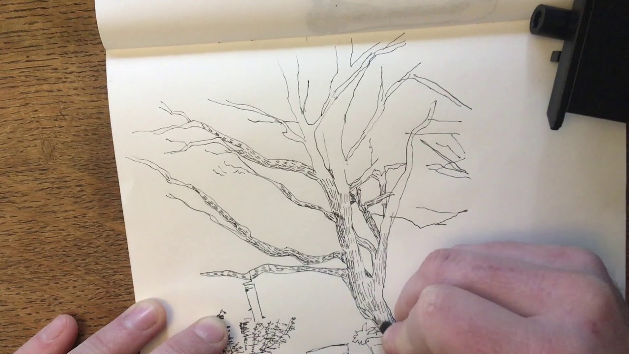 006 Magnolia Tree Camera Lucida Drawing Music Youtube 006 Magnolia Tree Camera Lucida Drawing Music Youtube