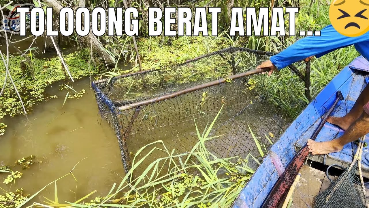 HAMPIR GAK KUAT NAIKKAN, BERASA ANGKAT KARUNG BERAS 50KG #446