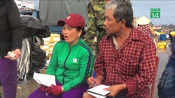 VTC14 | Ngư dân Quảng Ngãi trúng mẻ cá hiếm trị giá 1 tỷ đồng