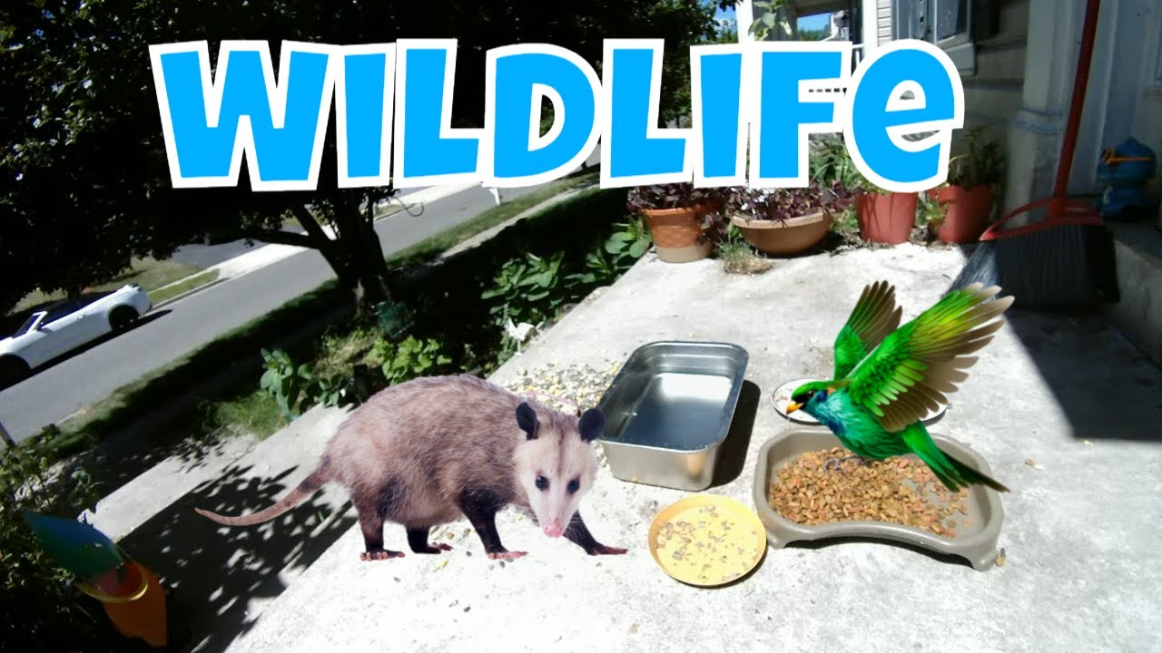 Live Bird Cam And Stray Cat Cam Monday! 🐦🦊😻 - YouTube