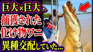 【総集編】捕獲された怪物ワニ...異種交配していたと判明...!? 異種交配で生まれたヤバい生物集【ゆっくり解説】【巨大生物】