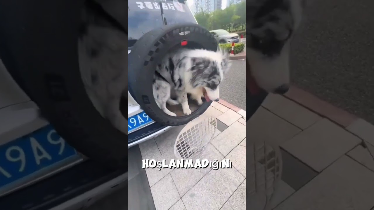 Köpeği İçin Lastiklerden Harika Bir Alan Yaptı!#shorts