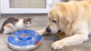 Golden Retriever Confused by Cat Play