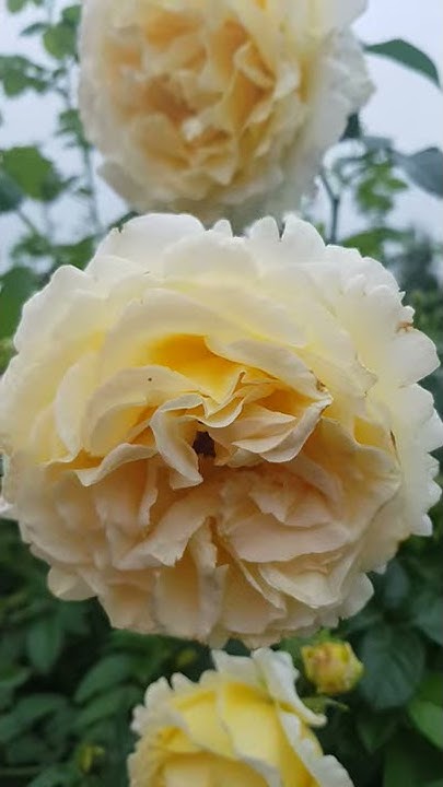 EDROSES/Роза 🌹 "Айриш Хоуп" (Rose Irish Hope), Harkness ...