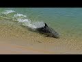 Hydroplaning Dolphins | Planet Earth | BBC Earth