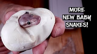 More New Baby Ball Pythons are Hatching!  (See the Egg Cutting Results!)