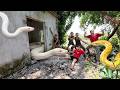 Brave Expert Rescues Ethnic Girl from White Anaconda Giant Python in Abandoned House