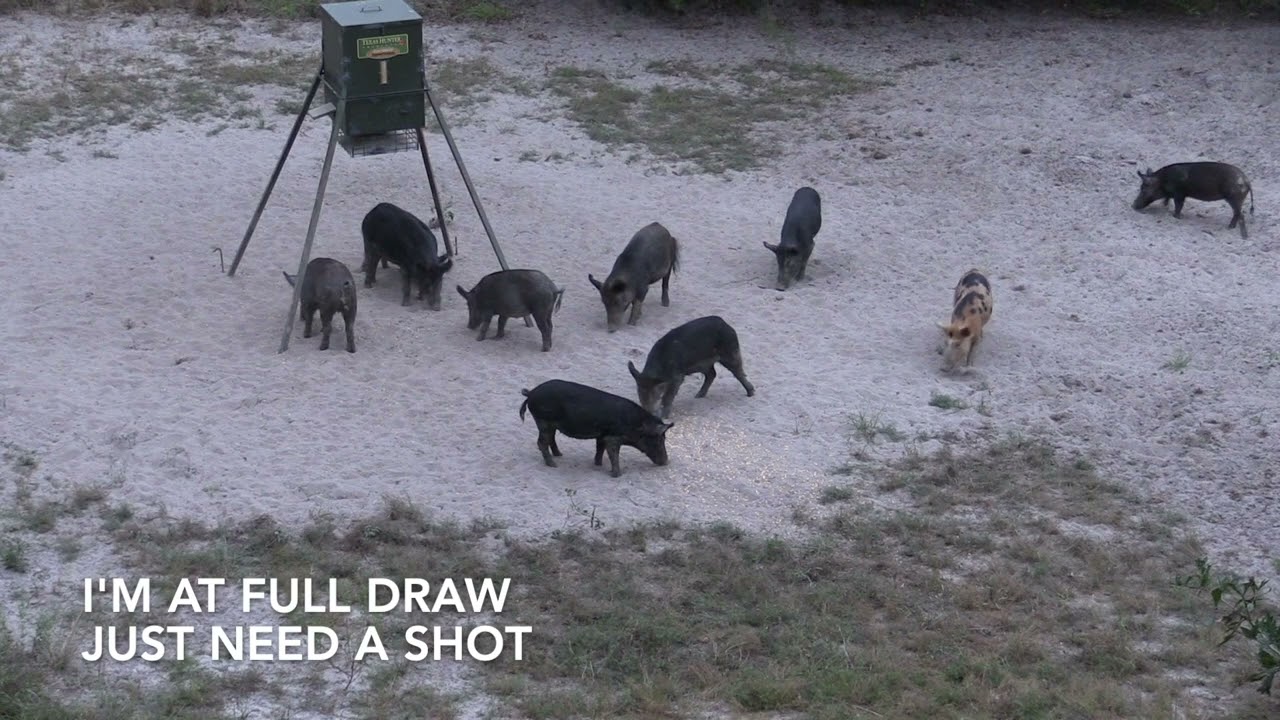 Bow Hunting Hogs 10 1 22 YouTube Bow Hunting Hogs 10 1 22 YouTube