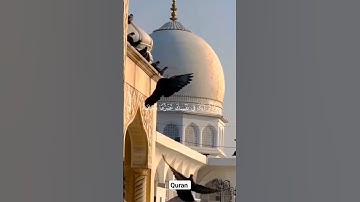 تلاوة هادئة تريح القلب وتشرح الصدر بصوت الشيخ ماهر المعيقلي من سورة الأعراف #quran #الجزائر #foryou