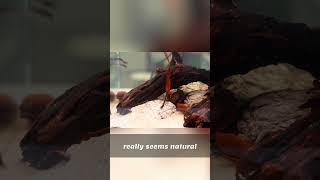 Aquascaping: Embrace Your Unique Style & Love It!
Well hello there!
I hope you enjoy!
OUR SPONSOR:
🌱 Enjoy perusing the best shrimp, nano fish and aquatic plants at our sponsor: https://flipaquatics.com
OUR OTHER CHANNEL:
youtube.com/@PrimeTimeAquatics
As always, thank you for stopping by!
Joanna :-)
#aquascape #plantedtank #aquarium Aquascaping: Embrace Your Unique Style & Love It!