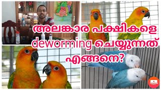 Deworming in exotic birds || Bird farming tips || Aviculture | African Lovebirds