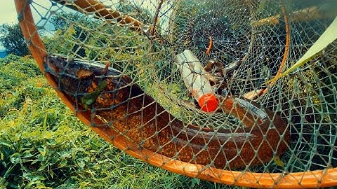 Thăm Lờ Cá Trúng Mánh Dính Lươn Khủng Cá Lóc Khủng | Xinh Cá Miền Tây