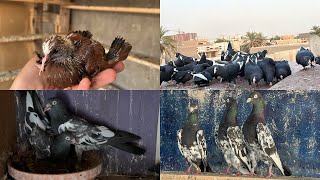 سويت تعداد الطيور😳لكيت سوري بل سطح😎 سويت تعداد الطيور😳لكيت سوري بل سطح😎