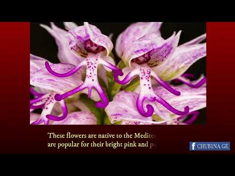 ✔ მოცეკვავე ყვავილები / Motsekvave Kvavilebi / Mocekvave Kvavilebi