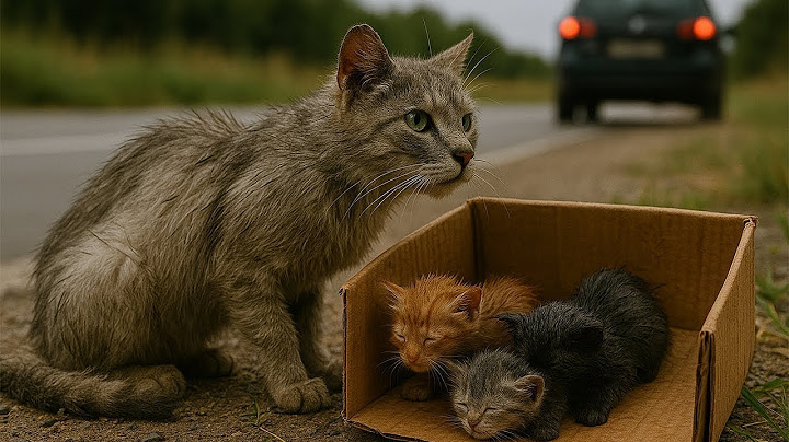 A mother cat was abandoned on the road with her kittens, but she desperately chased after a speed...