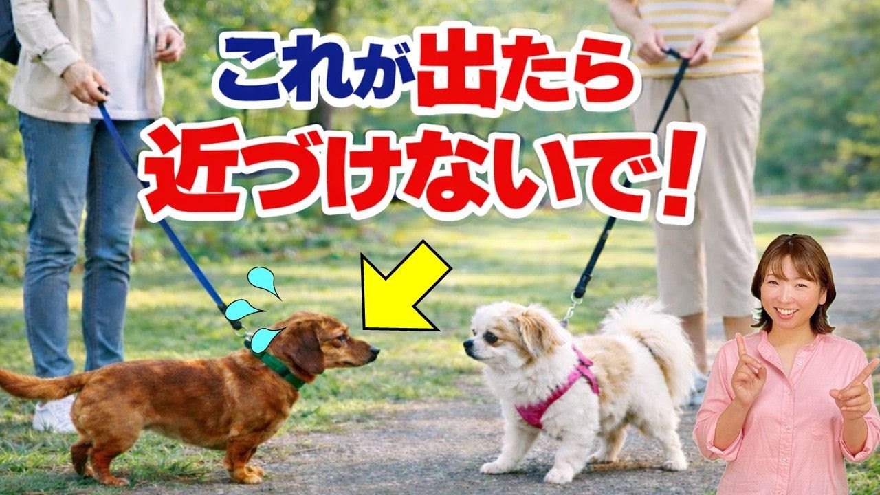 【犬 あいさつ】コレが出ていたら接触NG！犬のしつけエマチャンネル【犬のしつけ＠横浜】
