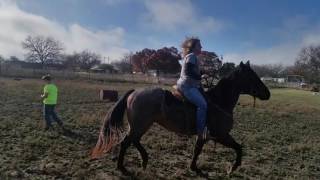 bluehorse