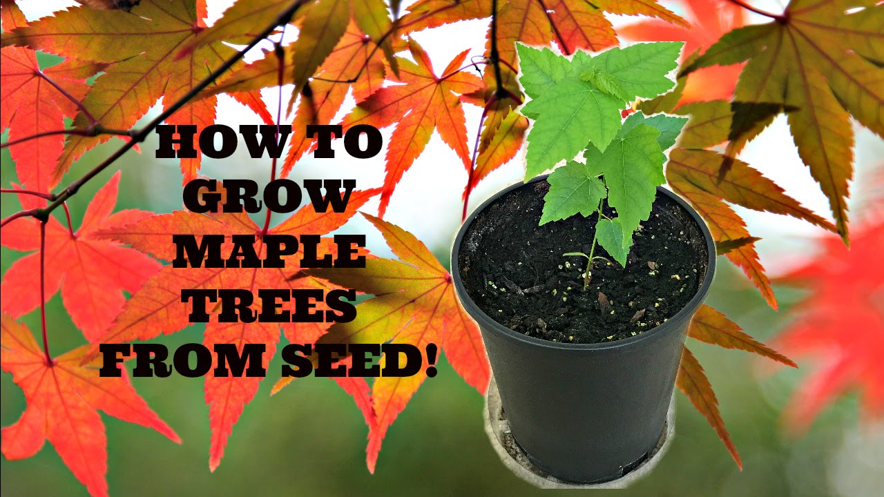 How Do You Grow A Big Maple Tree From A Seed?