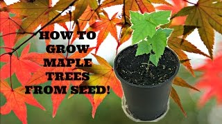 How to Grow Maple Trees from Seed!